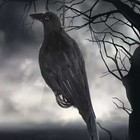Lifesize Extra Black Feathered Crow Realistic Hanging Dead Crow Decoy Hallowmas