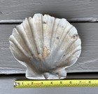 Giant 7 25    Fossil Chesapecten Scallop Seashell Va Megalodon Era