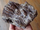 Botryoidal Fossil Coral Geode Chunk Ga Specimen Collection Ocean Science Wc317