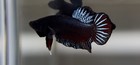 Betta Super Plakat Fighter  167      thailand       2 