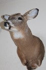 Whitetail Deer Head Shoulder Mount Taxidermy Mount Antler Hunt Rack Mule