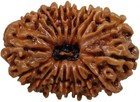 Natural Original Rudraksh Nepali Rudraksha 16 Mukhi From Nepal With Capping