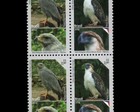 Chaco Eagle  urubitinga Coronata   Philippine Eagle  pitheco  Birds   Eagles