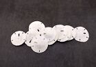 Florida Keyhole Sand Dollar Shells Mellita  10 Sand Dollars Approx  1  Inches 