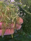 Flame Moss With Water Sprite Non-clipped Bunch Freshwater Plant Combo