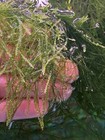 Freshwater Moss Fish Flame Moss With Bonus Java Ferns  home Grown  Pest Free 
