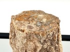 Fossil Wood Branch   Stump - Petrified   12 