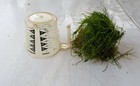 2 Cup Of Hornwort   Ceratophyllum Demersum  For Outdoor Ponds   Aquariums Tanks