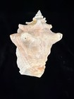 Vintage Queen Conch 230mm No Data  e664 