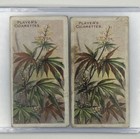 Rare  Antique Cannabis Hemp Ad Ephemera Card Pair Useful Plants   Fruits Player