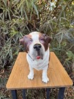 Vintage Breyer St  Bernard Dog Model  328 Molded Plastic 7  Tall Figure 1980s
