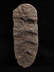 Mazon Creek Fern Fossil  Coal City  Illinois