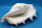10 Inch Giant Spider Conch Shell  Seashell
