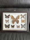 Vintage Large Atlas Moth Taxidermy 9 Butterfly Framed Display 17 5 X 13 