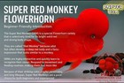 Premium Flowerhorn - Male Super Red Monkey 3 Inches - Overnight Usa Shipping