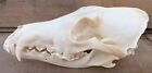 Coyote Skull Authentic Montana Coyote Skull