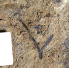 Museum Class Big Complete Oldest Vascular Fossil Land Plant Silurian Cooksonia   