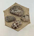 A Beautiful Set Of 4 Petoskey Stones - Below Retail   - Free Shipping 