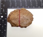3-4  Indian Catappa Almond Leaves  For Shrimp  Bettas And Aquariums