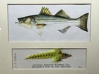 Jack Gartside Tied Original Fishhead Fly Fishing Signed Display Framed  7 50