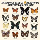 6 Pcs Real Natural Butterfly Specimen Taxidermy Butterfly Artwork Gift Home Deco
