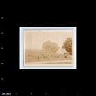 Old Vintage Photo Farm Barn Grape Vines Growing In Field Original Snapshot