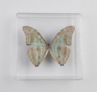 Real Butterfly Framed Including Blue Morpho Adonis