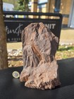 Large Petrified Wood With Quartz Druzy  Rare Fossil Wood Germany  Collector