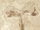 50 Million Year Old  Palm Or Cycad Flower Or Bloom Fossil Wyoming 396gr