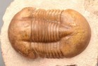 Illaenus Incisus Trilobite Russia Rare Big Size