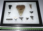 Xl Megalodon Era Shark Teeth Collection Framed Labeled Fossil Shark Tooth Lot 