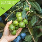Nut Cravings - Roasted   Salted Macadamia Nuts - No Shell  Whole  48oz - 3   