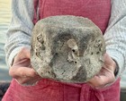 Large  Aurora Fossil Whale Vertebra   Megalodon Food  Lee Creek North Carolina