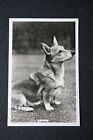 Welsh Corgi   Vintage 1939 Dog Photo Card   Ee18ms