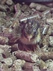 Quail Hatching Eggs  Speckled Assorted Colors  Lot Of 12 Count
