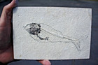 6 25  Unprepared Fossil Fish From 18  Layer     Dempsey Ranch  Wyoming