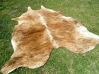 New Large Brindle Caramel Cowhide Rug Natural Cowhides Cow Hide Skin 6x6 Feet Rc