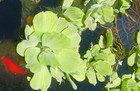 Water Lettuce  pistia Stratiotes   size  2-3 Inches  - Minimum Order  8 Plants 