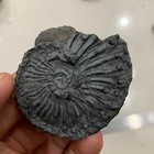 Late Triassic Ammonite Specimen