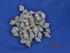 Fifty Gastropod Fossil Cretaceous Period Wholesale