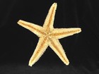 Large Vintage 10  Real Marine Ocean Dried Orange Starfish