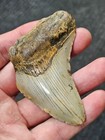 3 1 8 Authentic Prehistoric Megalodon  Fossil Shark Tooth Teeth Free Shipping 