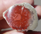 Agatized  Red Horn Coral     Morgan Fm     Riley s Canyon  Utah