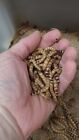 500 Large Live Superworms 2-inch Reptile Food