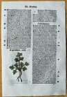 Post Incunable Leaf Hortus Sanitatis Colored Woodcuts Botany  w  - 1511