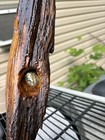 Rare Dug Civil War Bullet In Wood Plus Bonus Relics