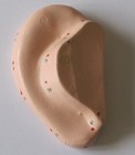 Human Ear Chinese Acupuncture Massage Anatomical Model Figure Life Size New