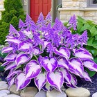 220  Mixed Rare Hosta Seeds For Planting-attract Pollinators Perennial Garden