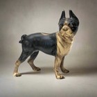 Boston Terrier Cast Iron Coin Bank With Painted Antique Finish  10  X 8  