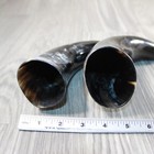 2 Polished Cow Horns  9446 Natural Colored